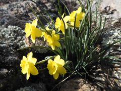 Narcissus