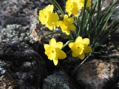 Narcissus
