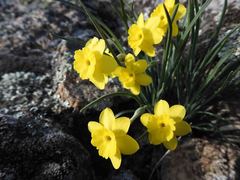 Narcissus