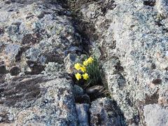 Narcissus