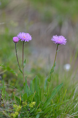 Erigeron caucasicus venustus