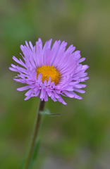 Erigeron caucasicus venustus