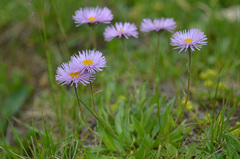 Erigeron caucasicus venustus