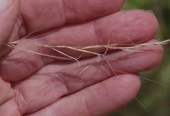 Aristida superpendens