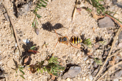 Nomada goodeniana