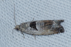 Epinotia ramella