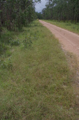 Aristida superpendens