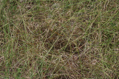 Aristida superpendens