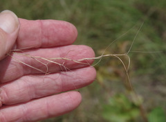 Aristida superpendens