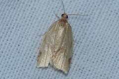 Paramesia gnomana
