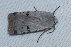 Chersotis margaritacea