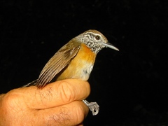 Pheugopedius rutilus