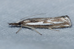 Catoptria staudingeri
