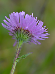 Erigeron caucasicus venustus