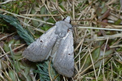 Chersotis margaritacea