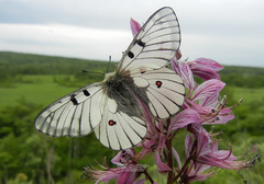 Parnassius bremeri
