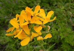 Erysimum amurense