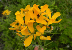 Erysimum amurense