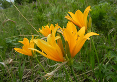 Hemerocallis middendorffii