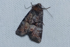 Mesoligia literosa