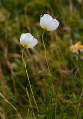 Papaver amurense