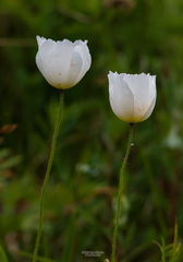 Papaver amurense