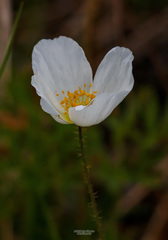 Papaver amurense