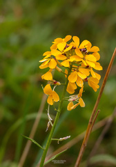 Erysimum amurense