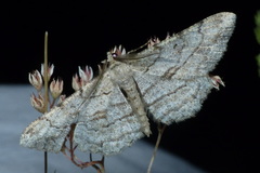 Peribatodes perversaria