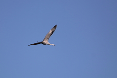 Antigone canadensis pulla