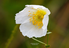 Papaver amurense