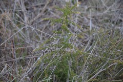 Asparagus acutifolius