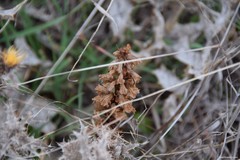 Orobanche minor