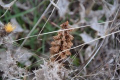 Orobanche minor
