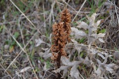 Orobanche minor