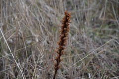 Orobanche amethystea