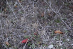 Atractylis cancellata