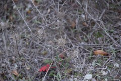 Atractylis cancellata