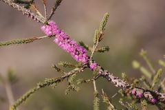 Melaleuca suberosa