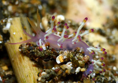 Coryphellina delicata