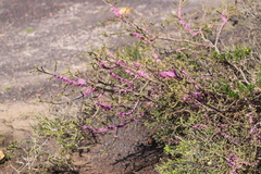 Melaleuca suberosa