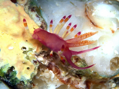 Coryphellina delicata