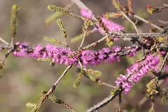 Melaleuca suberosa