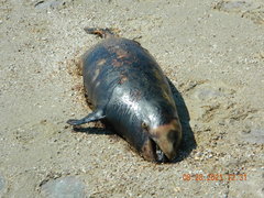 Phocoena phocoena relicta