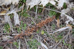 Orobanche minor