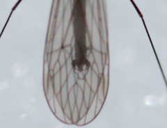 Trichocera salmani