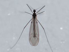 Trichocera salmani