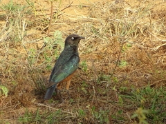 Lamprotornis pulcher