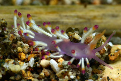 Coryphellina delicata