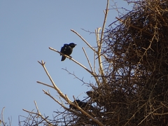 Bubalornis albirostris